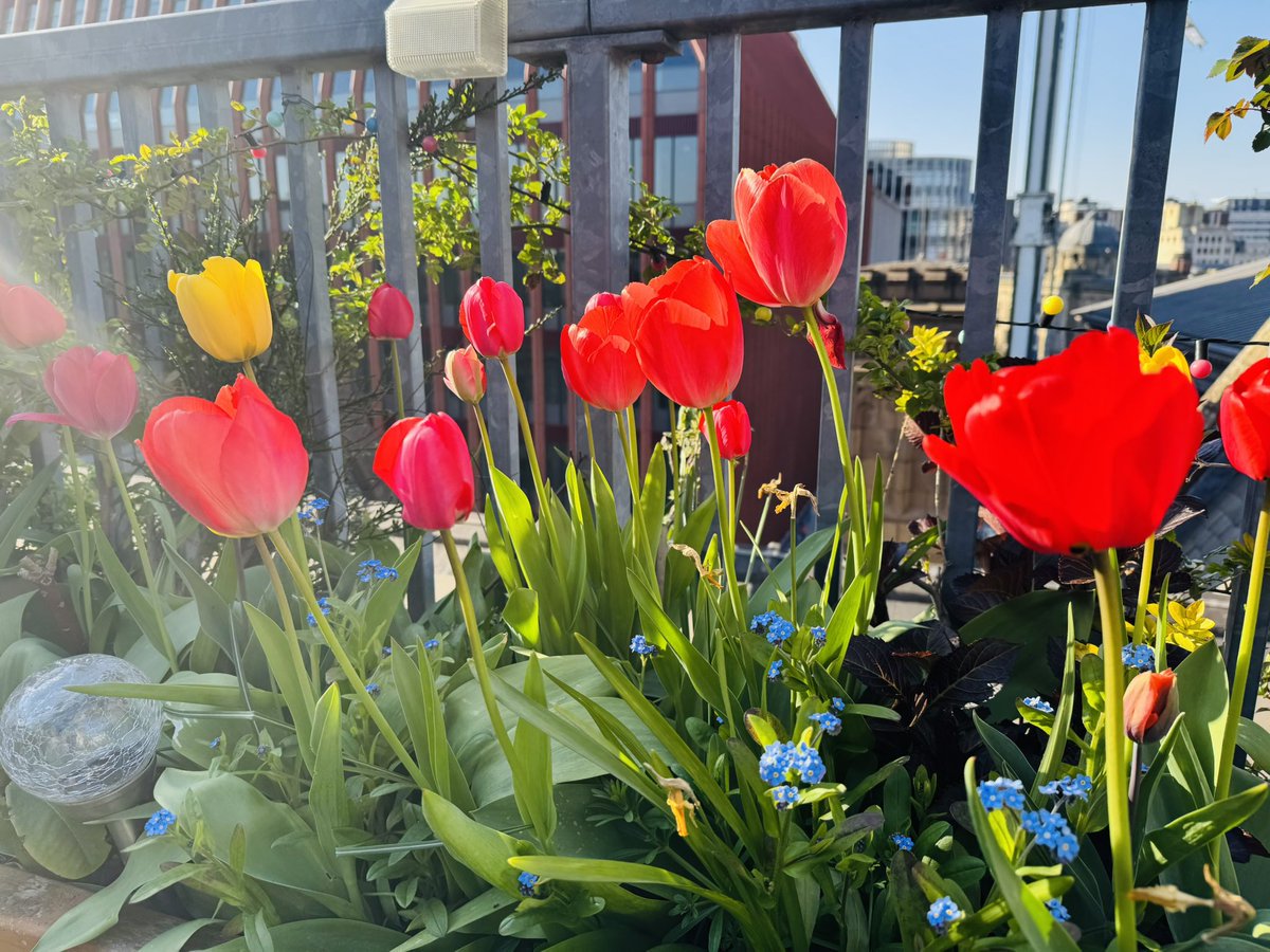 Zaf (@drzaf_pic) on Twitter photo Tulips Thursdays <a href="/ParadiseBham/">Paradise Birmingham</a> <a href="/ParadiseBham/">Paradise Birmingham</a> <a href="/TEGmagazine/">The English Garden</a> #springtime #BirminghamUK #citygarden #roofgarden Tulips Thursdays <a href="/ParadiseBham/">Paradise Birmingham</a> <a href="/ParadiseBham/">Paradise Birmingham</a> <a href="/TEGmagazine/">The English Garden</a> #springtime #BirminghamUK #citygarden #roofgarden