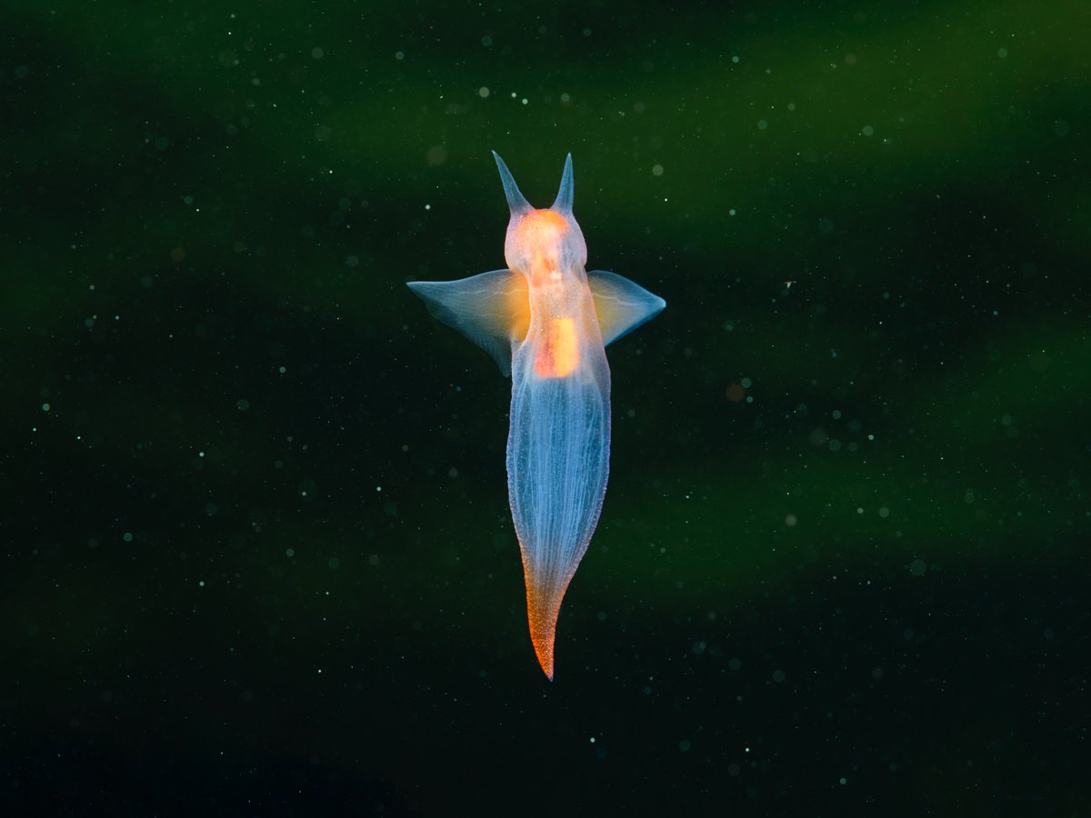Clione limacina, aka Sea Angel, is a small pteropod mollusk inhabiting northern seas. A creepy predatory creature with six huge hunting tentacles inside its head.