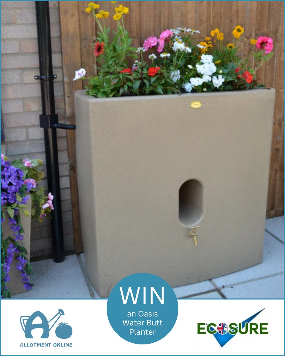 LAST CHANCE COMPETITION! ENDS MIDNIGHT TONIGHT!
Enter for the chance to WIN a £440 Oasis Water Butt Planter from <a href="/ecosureuk/">Ecosure UK</a> !

Please follow,❤️,tag, RT and enter on the link:
allotmentonline.co.uk/win-an-oasis-w…

#win #competition #waterbutt