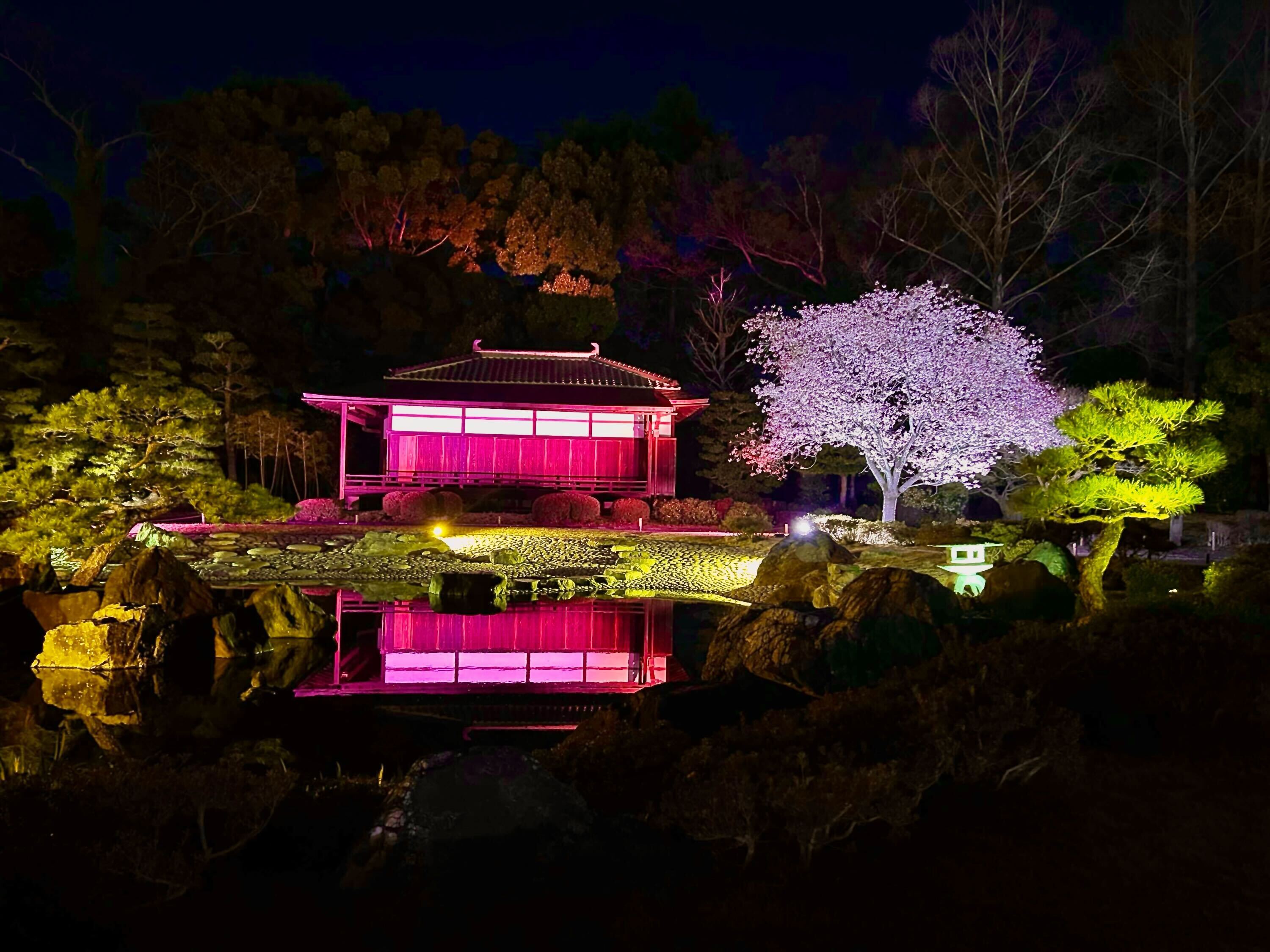 京都・二条城で楽しむ夜桜 「NAKED FLOWERS 2023 桜 世界遺産