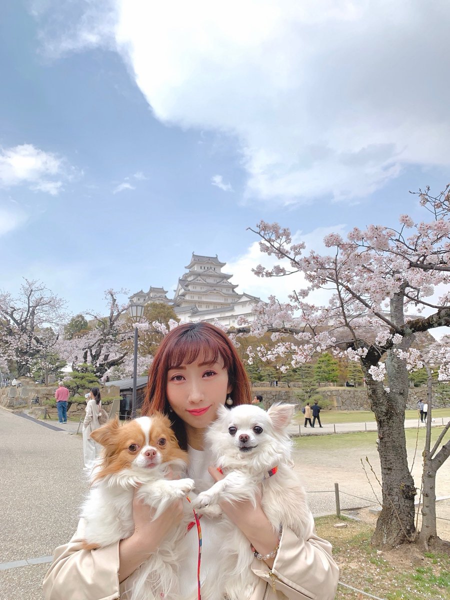 こんにちは🌞
姫路城のお花見散歩行ってきました☺️🏯💖

桜ちょうど見頃でキレイすぎた🌸✨✨

パールピーチもるんるんで歩けました🐶🐶💖

連れてたら可愛いってめっちゃ言われるから嬉しい笑　子供とかも寄ってくるから癒し🫶✨

４月も楽しいことを見つけながら過ごしましょ〜☺️💖