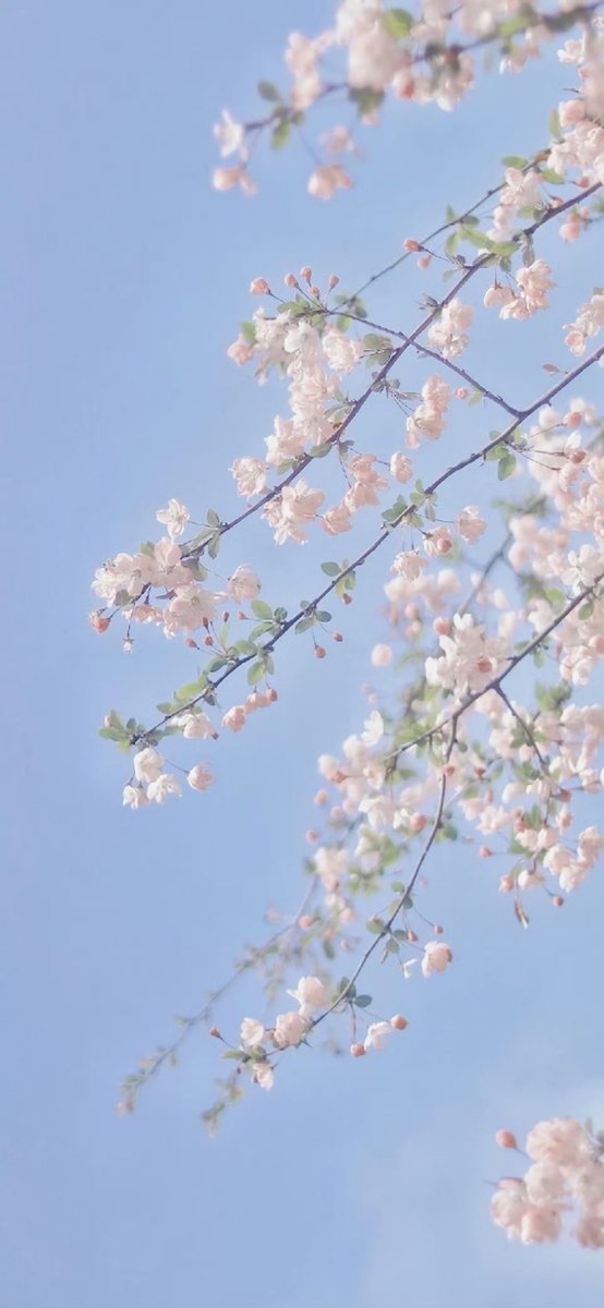 wangxiaoxian33's tweet photo. 海棠花开了，开在春日的季节里，开在温暖的阳光下，引来蜂舞鸟鸣，它开的如此浪漫，如此洒脱，我不由心生敬意，敬意它的不留闪念和犹豫。#LibertyCatNFT https://t.co/DwWGrKPSdc