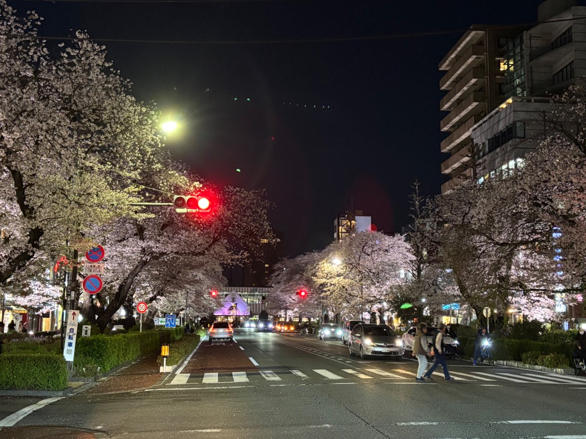 一昨日、今日とたまたま車で横を通ったら気候もあって我慢出来ず、散り際の美学をちょっとだけ。多摩地区の桜の名所二箇所で堪能できました。（小金井公園と国立大学通り）