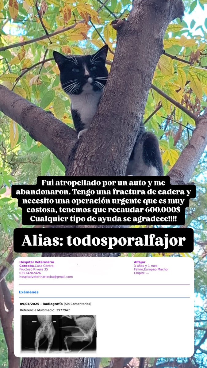 <a href="/VivireNuevaCba/">VivirenNuevaCórdoba®</a> <a href="/SalvandoPatitas/">Salvando Patitas</a> <a href="/patitasdelsurr/">Patitas del Sur🐾</a> <a href="/patitasdelsur/">Patitas del Sur</a> <a href="/VivirEnNuevaCba/">Vivir en Nueva Cba</a>