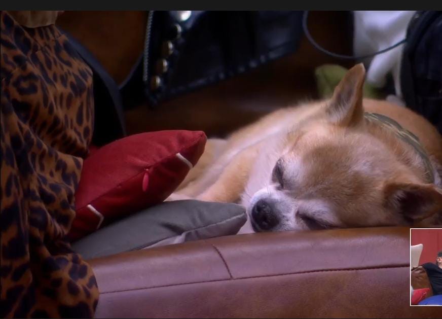 denolivos's tweet photo. @LCDLFTLMD 🐶Bruno: Jefa por dónde es que se fue Thali... Es para una tarea 😅
#lcdl https://t.co/pGqKqvNmJX