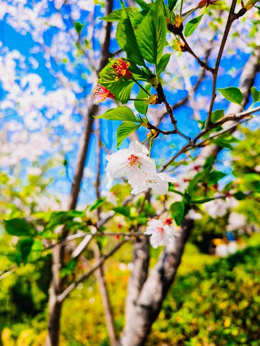 #スマホ撮影 #スマホ撮り #写真 #photos勇気を出して外に飛び出れば、旧き友達に、新しき出会い!世界なんて希望でいっぱいじゃないか!!私は…いままで何を……皆様、ありがとうございます!! 