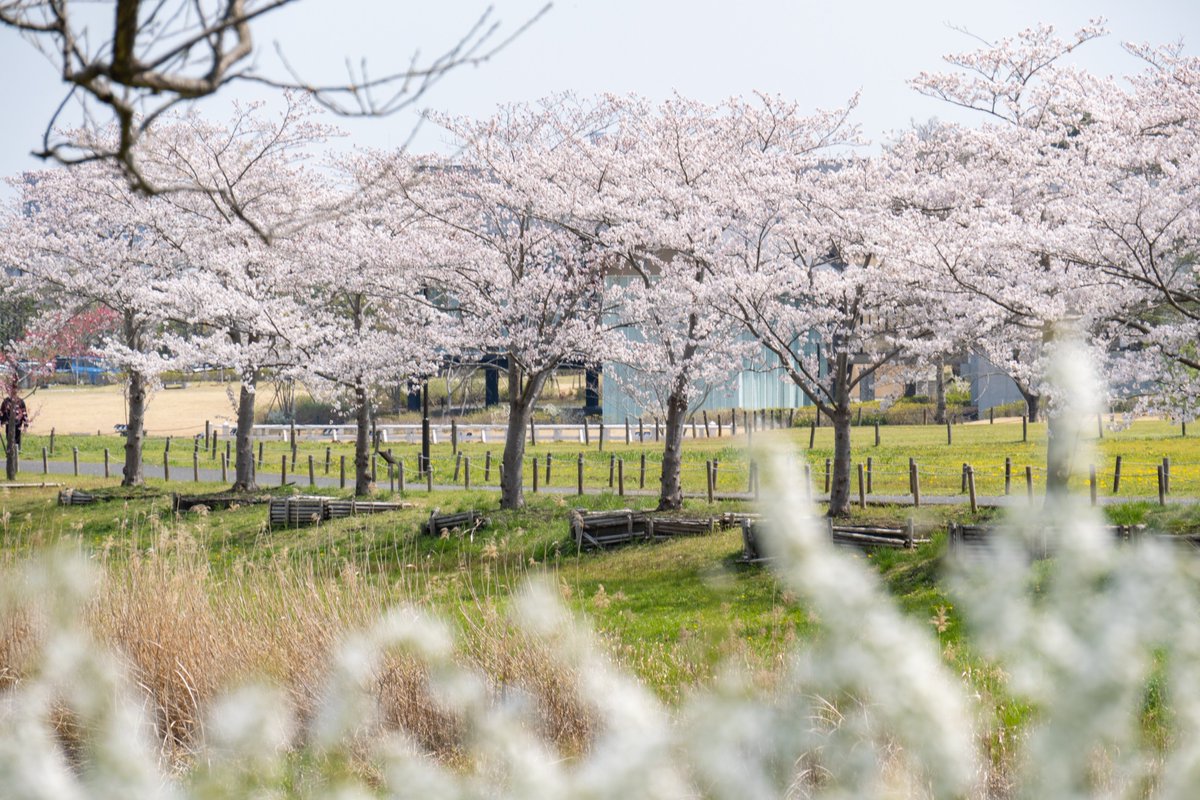 【偕楽園四季の原の桜🌸】 
#偕楽園 四季の原の桜も見頃となっており、春の訪れを感じられます✨
桜の奥には水戸芸術館のタワーも見えて、自然と街の近さを感じられるスポットです😀
※写真は4/8に撮影📷
#水戸 #桜