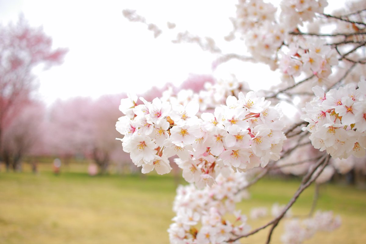 noritabi317's tweet photo. 今年も素敵な景色をありがとう🌸
#ファインダー越しの私の世界 
#写真で伝えたい私の世界 
#赤城南面千本桜まつり 
#満開 https://t.co/iZlniknJn3
