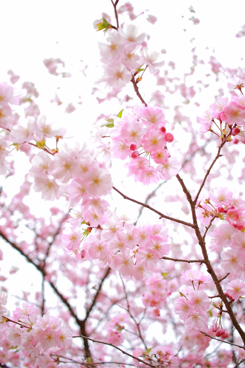 noritabi317's tweet photo. 今年も素敵な景色をありがとう🌸
#ファインダー越しの私の世界 
#写真で伝えたい私の世界 
#赤城南面千本桜まつり 
#満開 https://t.co/iZlniknJn3