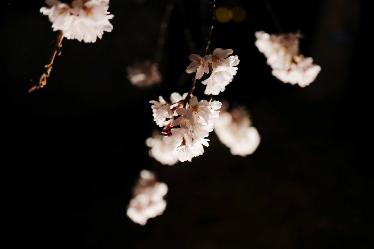 ryosukegraphy's tweet photo. YOZAKURA https://t.co/2xJIeEClNK