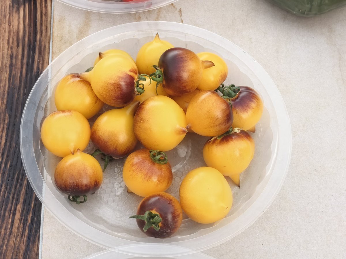 TechY6582's tweet image. Different kinds of tomatoes