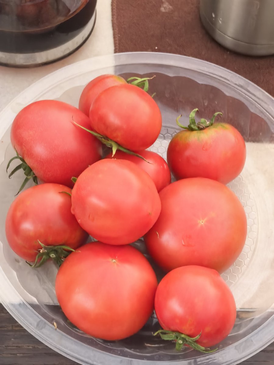 TechY6582's tweet image. Different kinds of tomatoes