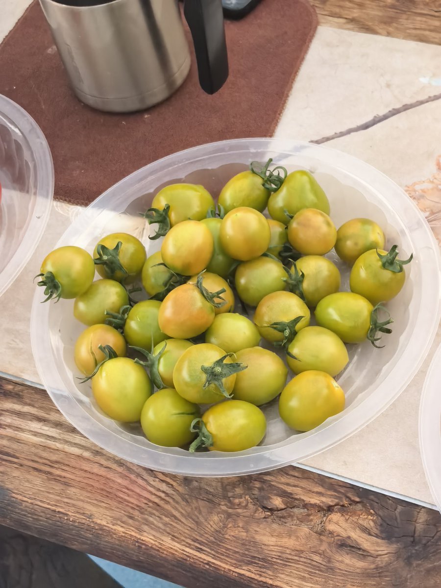 TechY6582's tweet image. Different kinds of tomatoes