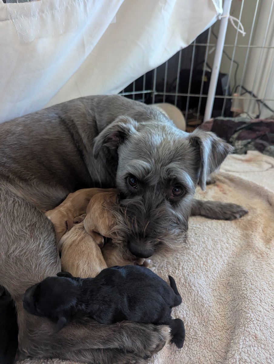 BlaizeHall1's tweet photo. Fostering is the only thing that lets me be as polyamorous with dogs as I need to be.  #fosterdogs https://t.co/LyZPGNj4Yq
