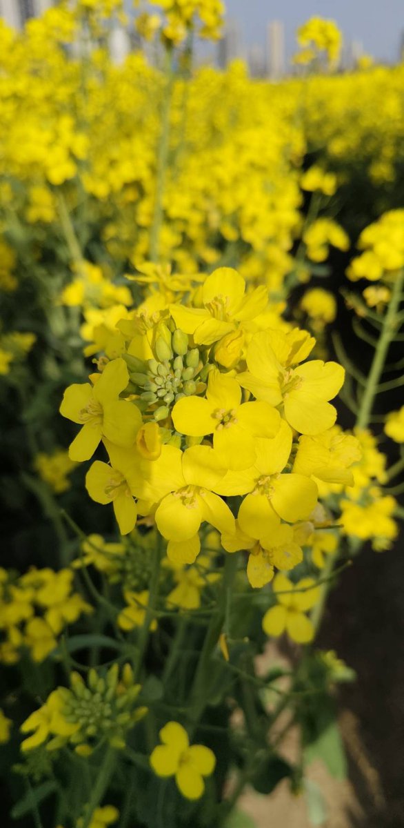 CrocusVT's tweet photo. คนที่บ้านไปสวนดอกไม้ที่นึงค่ะ ส่งภาพดอกไม้นี้มาให้ สีเหลืองสดสวยมาก เห็นแล้วชื่นจิตชื่นใจสุดๆ เลยค่ะ 😔❄️🪻
#CrocusVT #VtuberTH #วีทูปเบอร์ไทย #vtuberthai https://t.co/a76gp8Engr