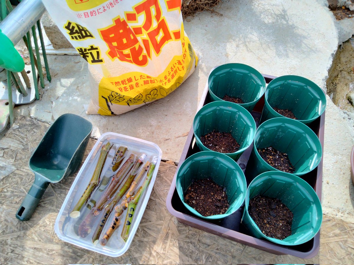 vso_osv's tweet photo. 2025年4月10日(木)
いちじく穂木挿し
#NV1 エヌブイ1(ニューバラエテイ1)
#CDA コンスタンティン ドアルジエリエ
#BBR ブルジソット ビアンカ リマダ
(ゼブラスイート)
#cremedecoco クリームドココ
#pirulo ピルロー
#tashkent タシケント(ウズベクイエロー)
✨発根祈願🙏 https://t.co/m5Ba93dcIr