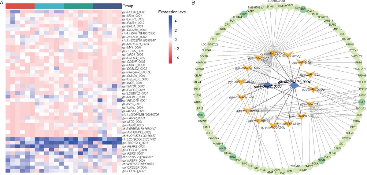 JIA_JIntegrAgri's tweet photo. Genome-wide circular #RNAs signatures involved in sexual maturation and its heterosis in #chicken
🟢https://t.co/RfYvqC6XRM
#animalscience #circRNA https://t.co/3mc8Ue4MV3
