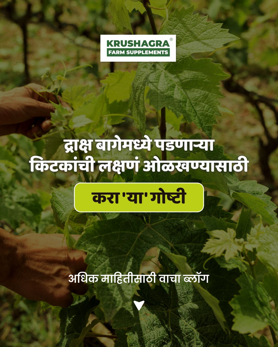 krushagra's tweet photo. नगदी पिकांपैकी एक महत्त्वाचे पीक म्हणजे द्राक्ष. द्राक्षांवर पडणाऱ्या कीटकांची लक्षणे जर आधीच कळली तर त्यावर होणारे नुकसान टाळता येते. त्यामुळे कीटकांची लक्षणे आधीच जाणून घेणे खूप महत्त्वाचे ठरते.

त्यासाठी वाचा खालील ब्लॉग.

https://t.co/PjVdPybPf3 https://t.co/DuB5MBNCvh