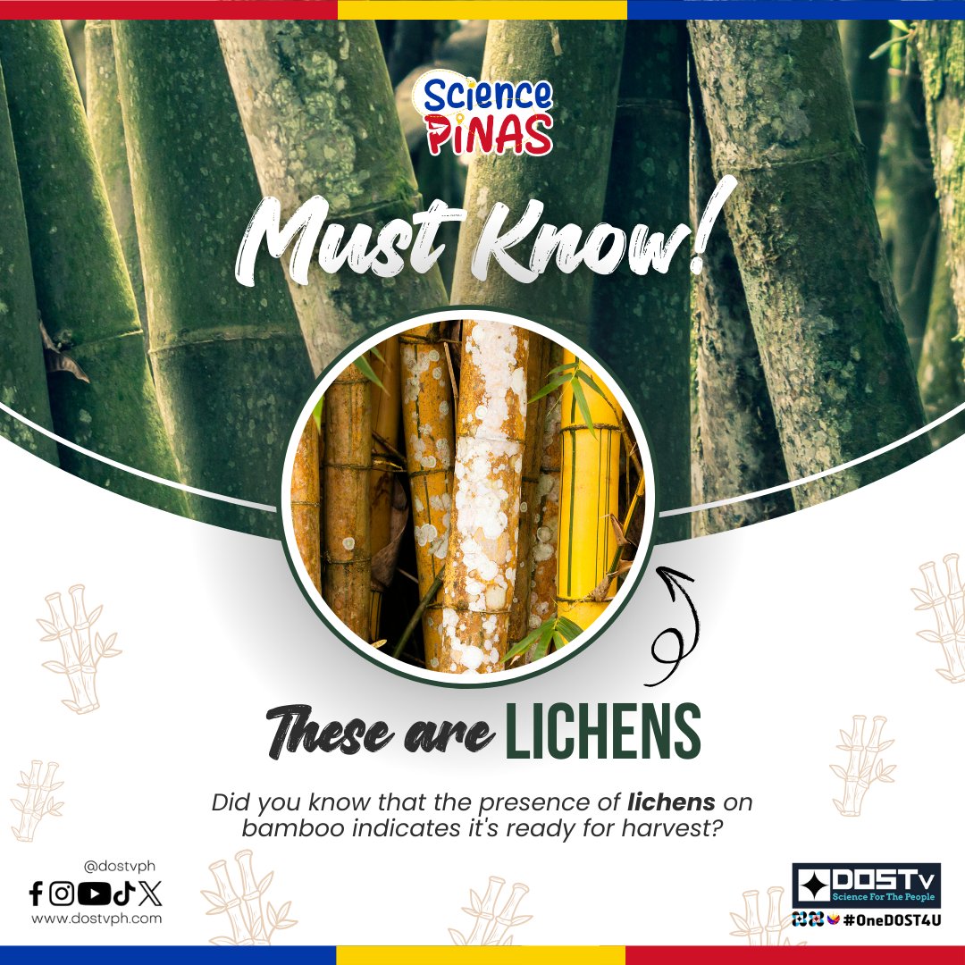 DOSTvPH's tweet photo. Spot the lichens! Nakakita ka na ba ng mga puting spots sa kawayan? Isa itong tanda na maaari na itong i-harvest. Tutok na tuwing Sabado, 9:00AM sa GTV simulcast sa DZBB. #SciencePinas #BukidnonEP #OneDOST4U https://t.co/toWYGv3kX9