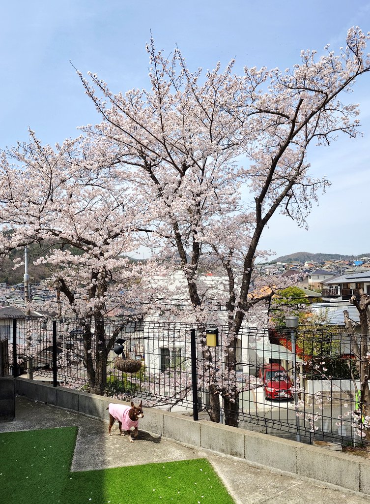 咲いたぉ🐕🩷

🌸🌸🌸🌸🌸🌸🌸🌸

春色だワン🐕🌸🎶

🌱🌱🌱☺️🌱🌱🌱