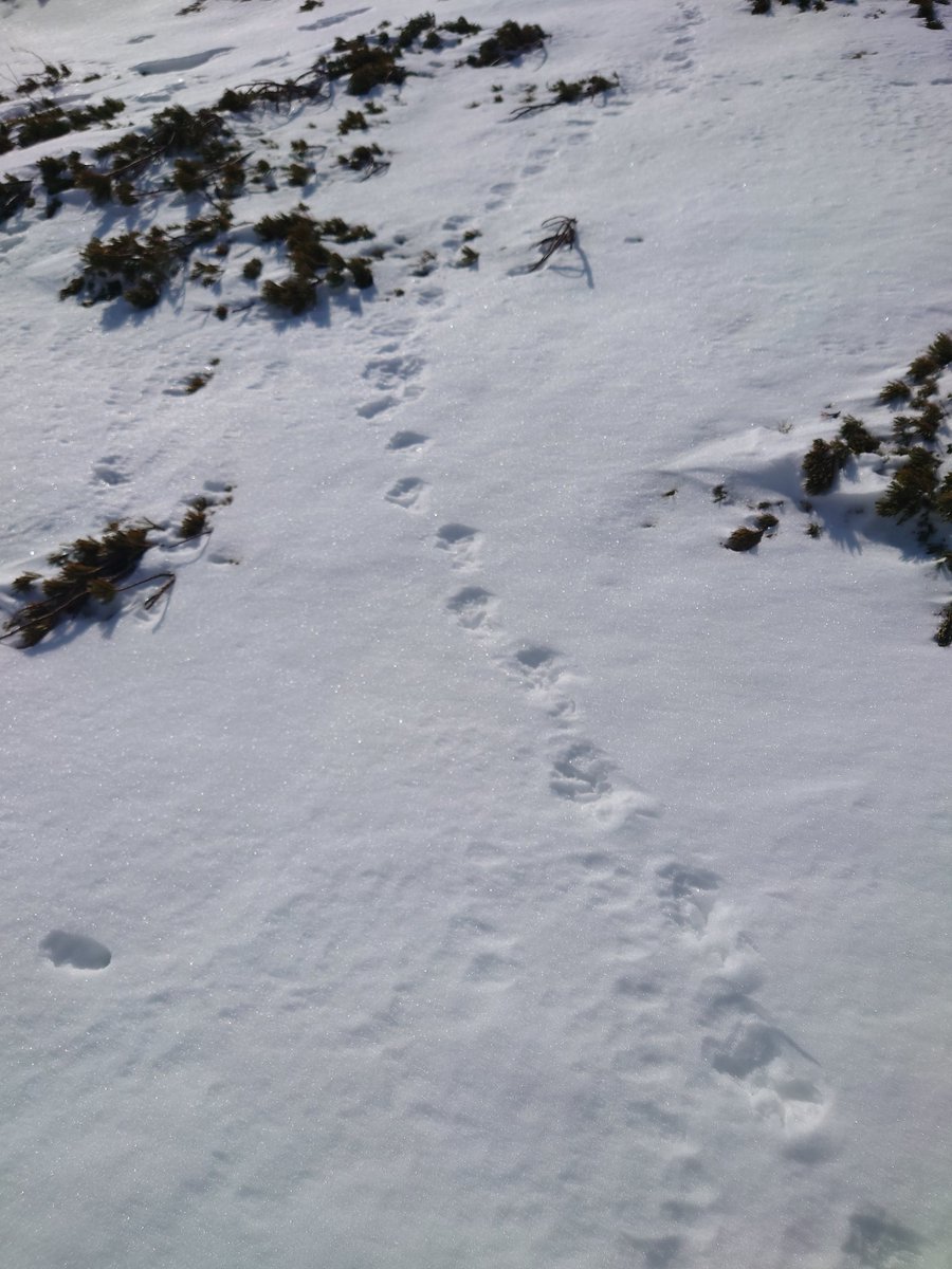 残雪期の中央アルプス🏔🏔
白雷鳥に会いたくて、将棊頭山へ。

かなり絶景でした😊✨✨
しかし白雷鳥には会えず🥲🕊️

日本百高山２８座目⛰️将棊頭山