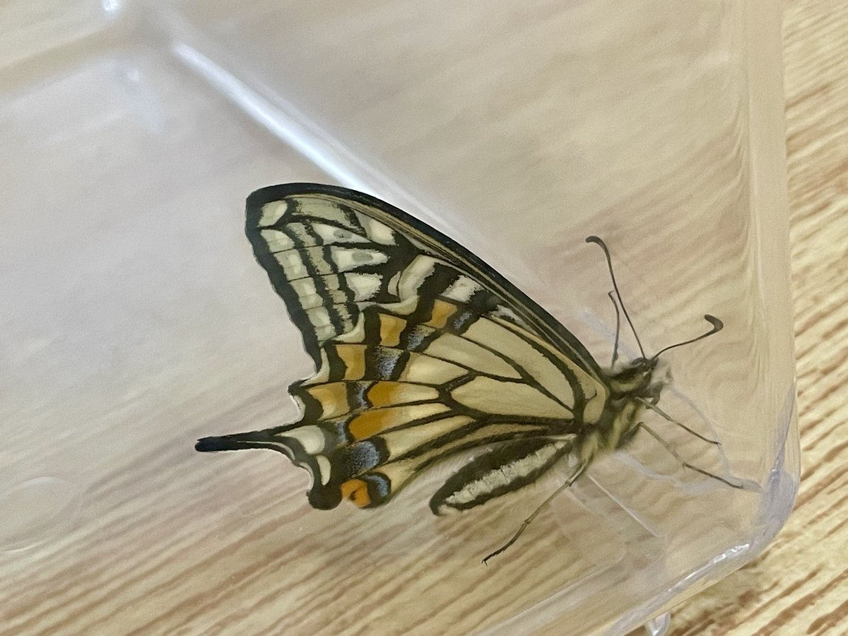 ナミアゲハ無事羽化してくれた✨嬉しい！