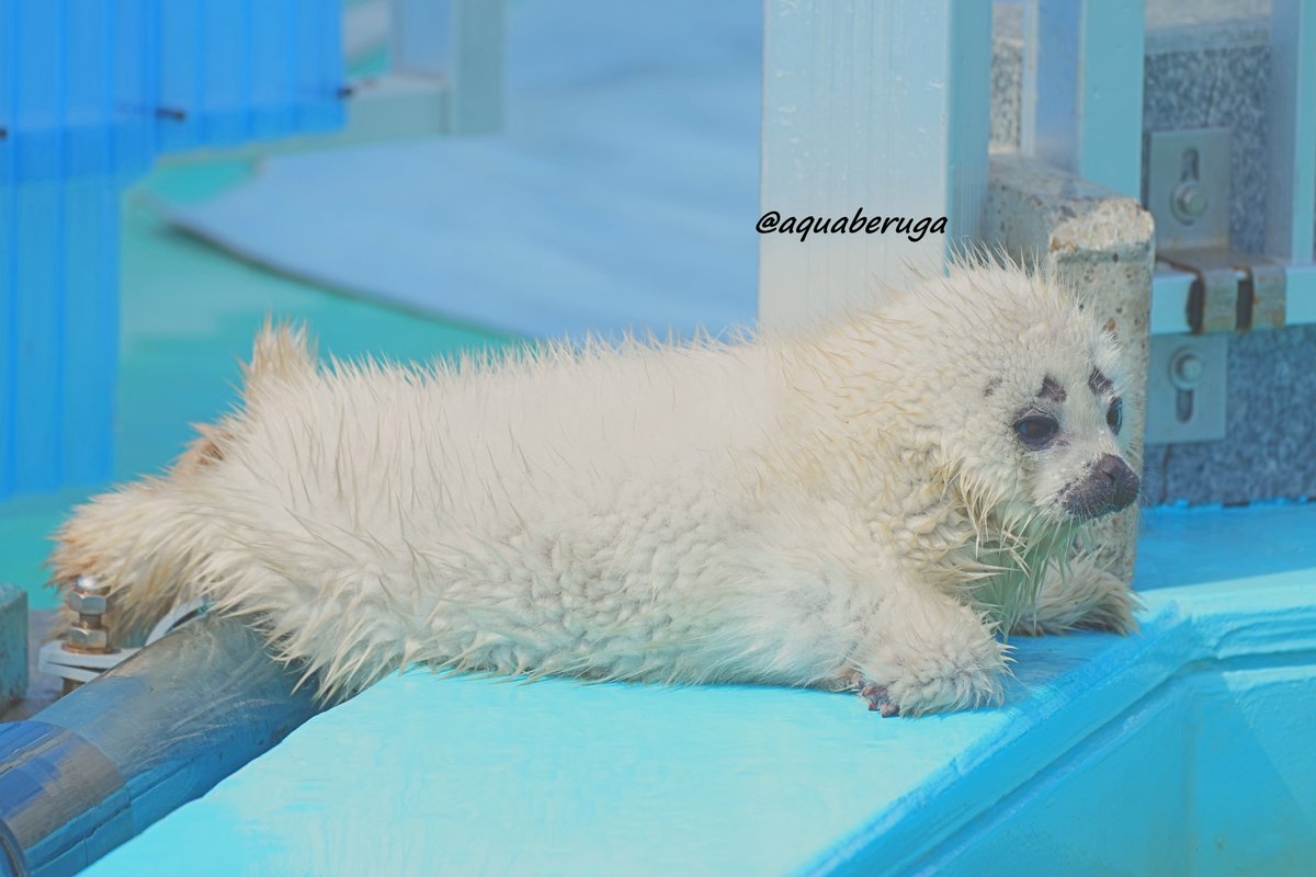 初泳ぎ前のよう仔ちゃん⑥
プールの水面や泳ぐ母を眺める
＃とっかりセンター　＃ワモンアザラシ