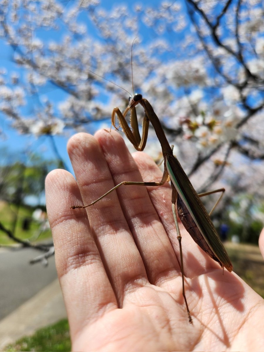 成虫で桜を見られるのは飼育下の特権