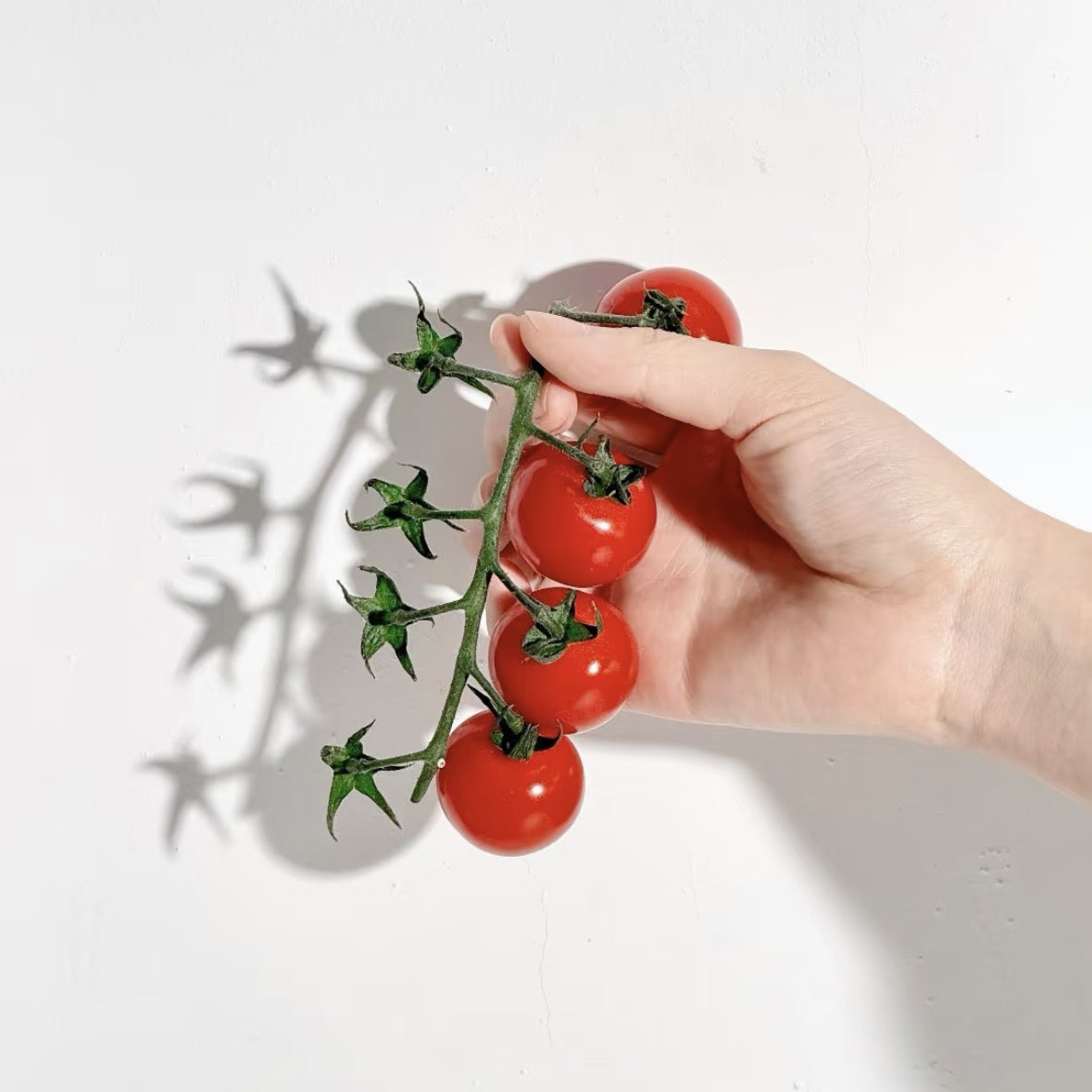 kaiyi888's tweet photo. 🍅stars⭐️ https://t.co/aXImXySxNL