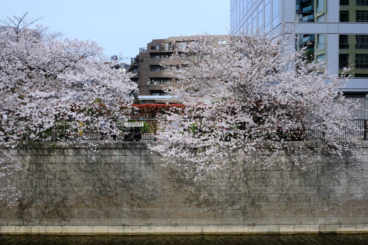 KyoMKatarou's tweet photo. cherry blossoms beyond the river.

#CherryBlossoms https://t.co/VzAedVTFVz
