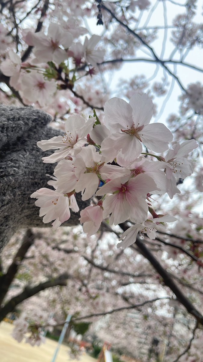 念願のさくら🌸