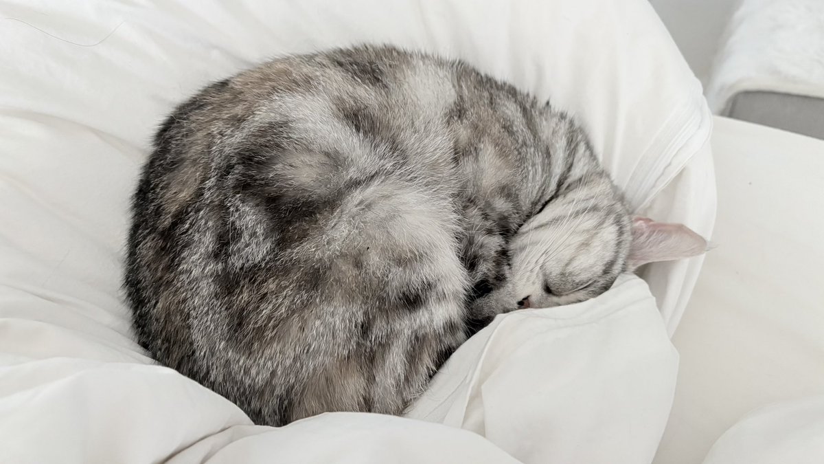 kuonyn's tweet photo. 熟睡！

ネコ #猫 #猫のいる生活 #猫好きさんと繫がりたい #かわいいものが好き #cat #動物 #癒し #ネコ部 https://t.co/qeHFapdWsp
