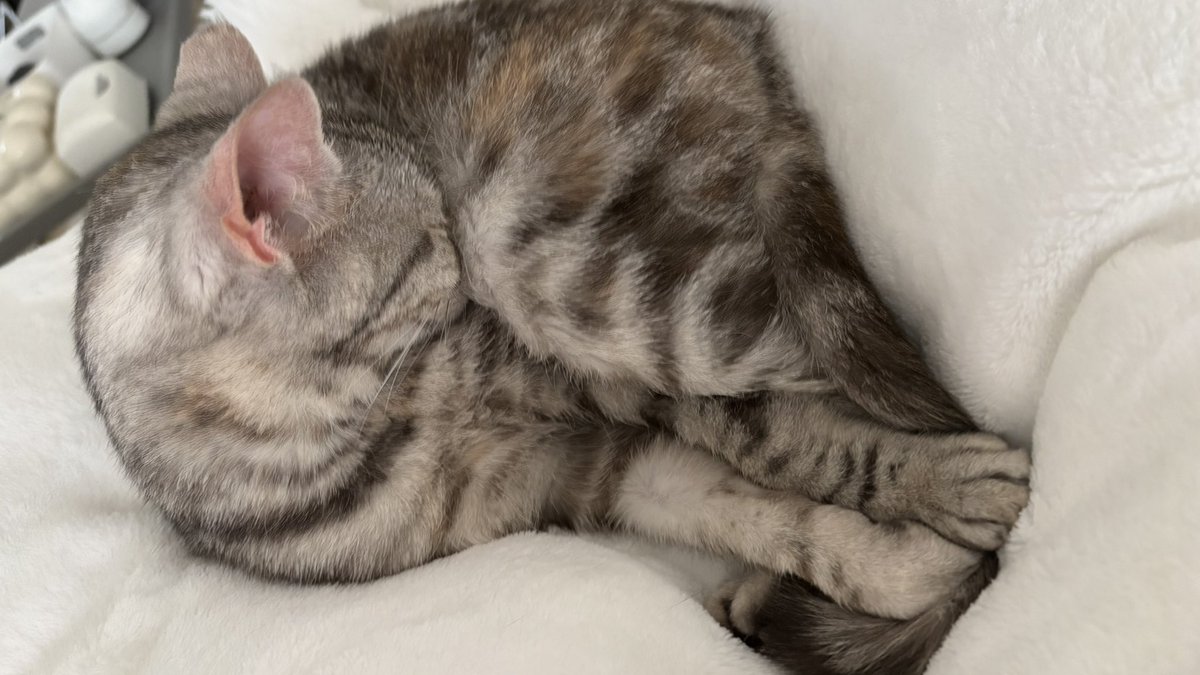 kuonyn's tweet photo. 何それw鳥みたいな寝方w

#ネコ #猫 #猫のいる生活 #猫好きさんと繫がりたい #かわいいものが好き #cat #動物 #癒し #ネコ部 https://t.co/BbzKO3rsSn