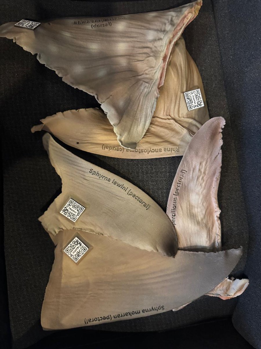 National Fisheries Administration and WCS Promote Seminar in Maputo to Strengthen Conservation of #Sharks and #Rays in #Mozambique:

mozambique.wcs.org/About-Us/News/…