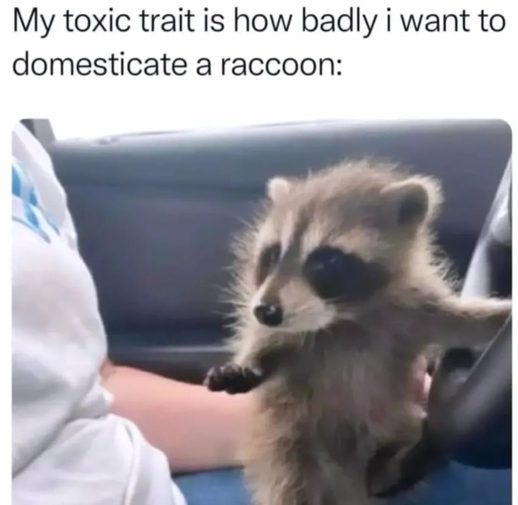 Why you should have a Raccoon (@shouldhaveracc) on Twitter photo 