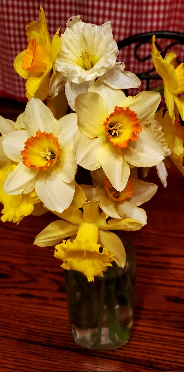 ToniLepeska's tweet photo. Every daffodil I see reminds me of my parents. They came up at my childhood home, having been planted by the previous owners. I have planted my own now, and years from now, someone else will enjoy them. The circle of life is hard but also beautiful. #grief #lossofparent https://t.co/kedYTUVGB1