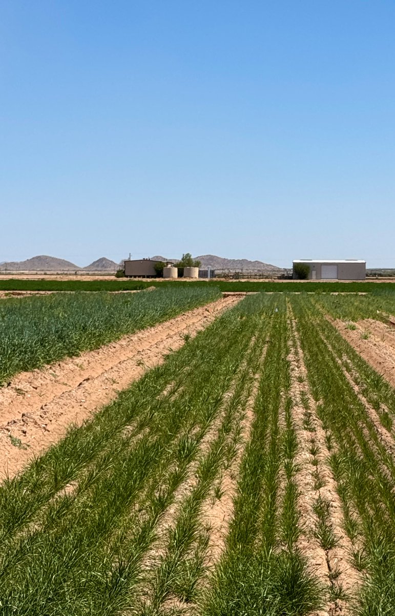 DebankurSanyal's tweet photo. Our cover crop mixes outperformed single species cover crop, cereal rye, when planted at a same rate, 40 lbs./ac.

Stay tuned for more information on biomass production and soil health impacts.

#UASoilHealthResearchExtension
#HealthyDesertSoilsInitiative 
#CoverCrops https://t.co/CogqasEysA