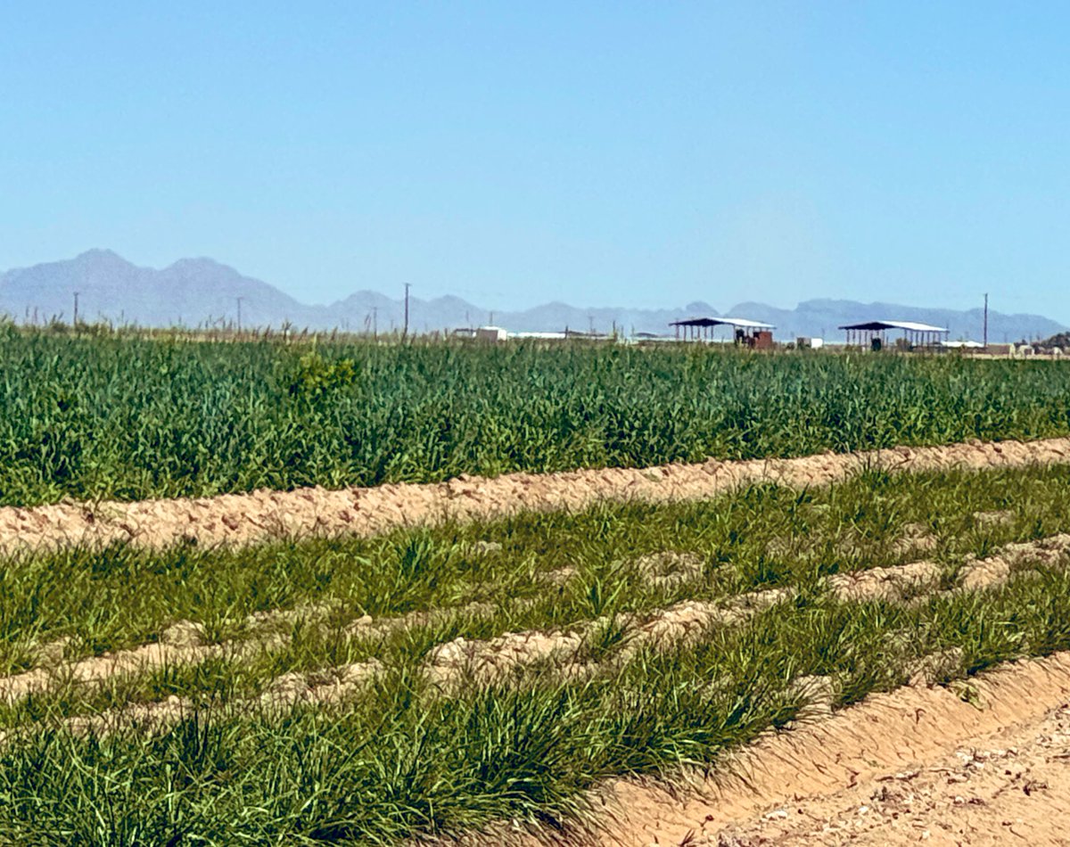 DebankurSanyal's tweet photo. Our cover crop mixes outperformed single species cover crop, cereal rye, when planted at a same rate, 40 lbs./ac.

Stay tuned for more information on biomass production and soil health impacts.

#UASoilHealthResearchExtension
#HealthyDesertSoilsInitiative 
#CoverCrops https://t.co/CogqasEysA