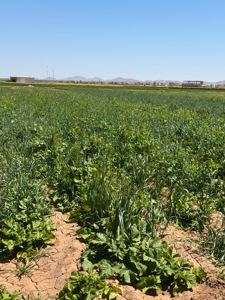 DebankurSanyal's tweet photo. Our cover crop mixes outperformed single species cover crop, cereal rye, when planted at a same rate, 40 lbs./ac.

Stay tuned for more information on biomass production and soil health impacts.

#UASoilHealthResearchExtension
#HealthyDesertSoilsInitiative 
#CoverCrops https://t.co/CogqasEysA