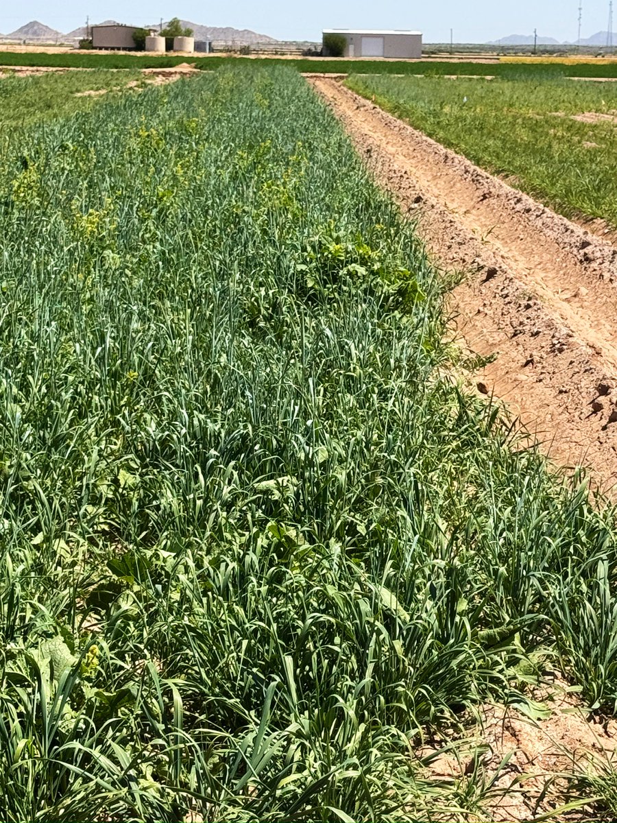 DebankurSanyal's tweet photo. Our cover crop mixes outperformed single species cover crop, cereal rye, when planted at a same rate, 40 lbs./ac.

Stay tuned for more information on biomass production and soil health impacts.

#UASoilHealthResearchExtension
#HealthyDesertSoilsInitiative 
#CoverCrops https://t.co/CogqasEysA