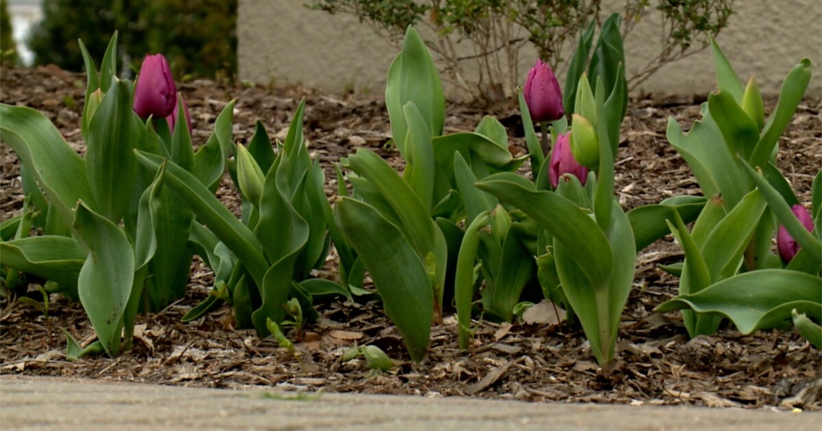 FOX17's tweet image. Holland’s Tulip Time Festival is just a few weeks away. Some favorite spots to visit include Centennial Park, Window on the Waterfront, and Windmill Island Gardens. fox17online.com/news/local-new…