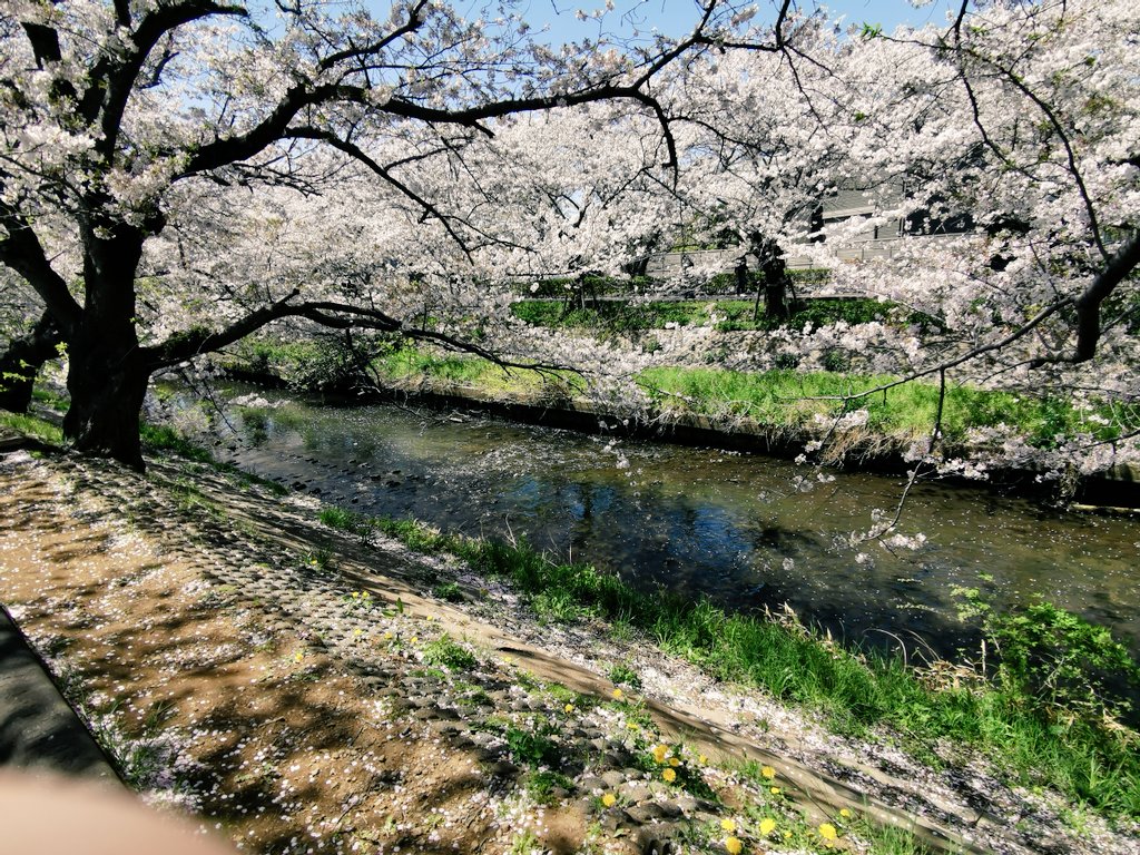 ___momon_chan's tweet photo. 昨日の海老川。
まだまだ綺麗だったー🌸
屋台もまだやってて、
親子でお花見満喫してきた。

#海老川
#お花見 https://t.co/rCA8bb5j7Q
