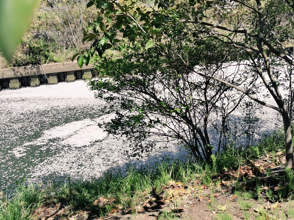 ___momon_chan's tweet photo. 昨日の海老川。
まだまだ綺麗だったー🌸
屋台もまだやってて、
親子でお花見満喫してきた。

#海老川
#お花見 https://t.co/rCA8bb5j7Q