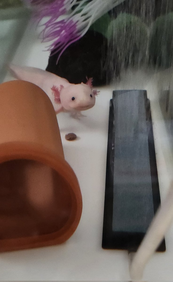 spve9q39's tweet photo. 気まぐれでマグロとか与えてはいけないことを知った
粒餌はもうダメだ、モグモグしたあと吐き出しよる🤮
#ウーパールーパー https://t.co/Psz0ZJ1u4G