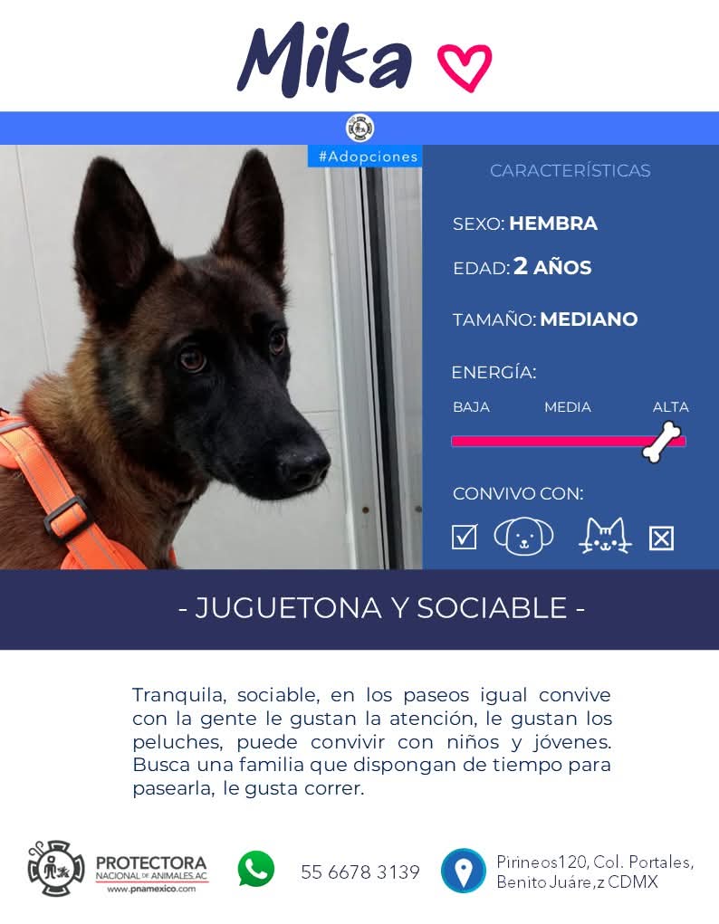 #adopciondemascotas "La SONRISA de un perro, es la forma más auténtica de FELICIDAD" 

🐶MIKA: 2 AÑOS  Es activa, juguetona, cariñosa, sociable. 
⚡️Súper poder: Corredora natural🐾

☎️ 5566783139

 #rt #adoptanocompres #Lomitos #perrosenadopcion #mascotas  #petlovers #doglover