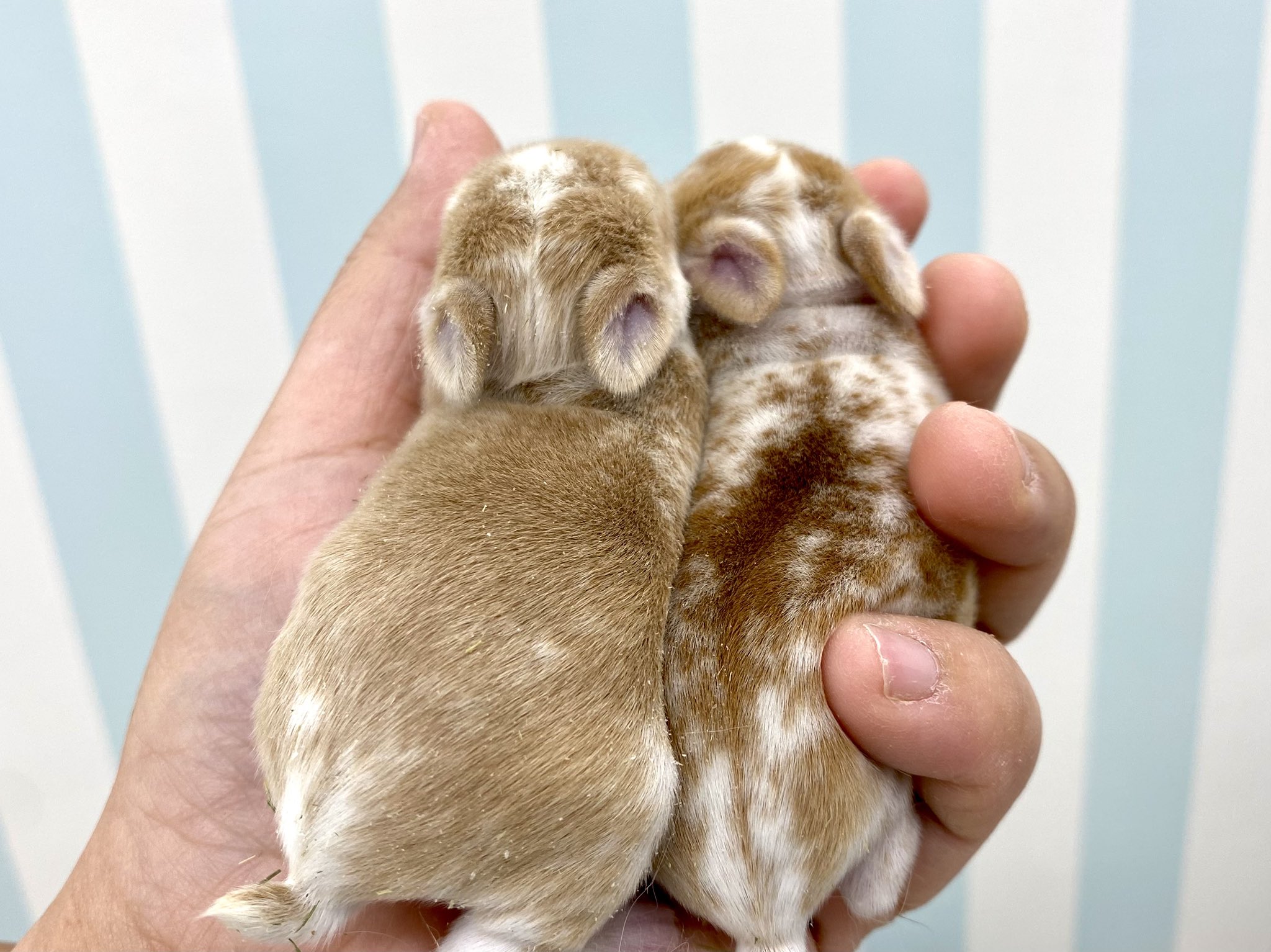 本店限定特価】Add.Mate Lapin アドメイトラパン ラビット