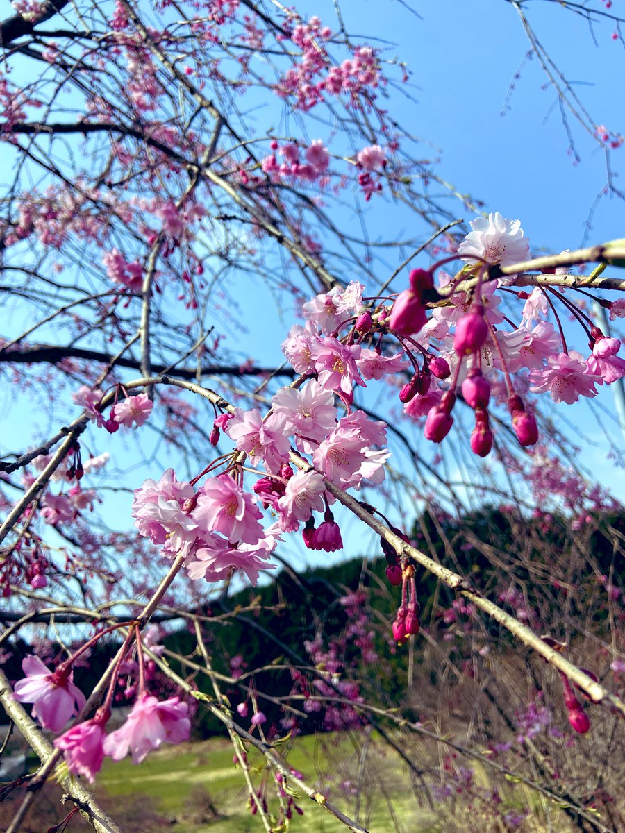 なんでも蕾が可愛いんだよねぇ〜