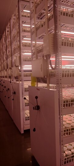 NexselT's tweet image. 🌱 Nexsel Lights Tissue Culture! 💡
8+ yrs | 120M+ plants | 4 countries

Why Us?
✔ 6 optimized spectrums
✔ TSGL8 R: Easy CFL to LED switch
✔ TSGL8 C3: Plug &amp;amp; play, 80% wiring saved

Grow brighter, smarter.
DM to upgrade!

#TissueCultureLights #NexselTech #LabInnovation