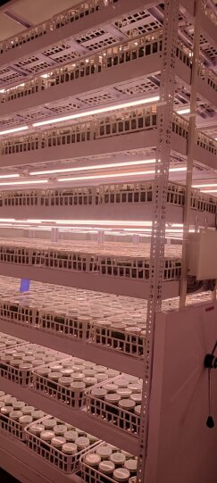 NexselT's tweet image. 🌱 Nexsel Lights Tissue Culture! 💡
8+ yrs | 120M+ plants | 4 countries

Why Us?
✔ 6 optimized spectrums
✔ TSGL8 R: Easy CFL to LED switch
✔ TSGL8 C3: Plug &amp;amp; play, 80% wiring saved

Grow brighter, smarter.
DM to upgrade!

#TissueCultureLights #NexselTech #LabInnovation