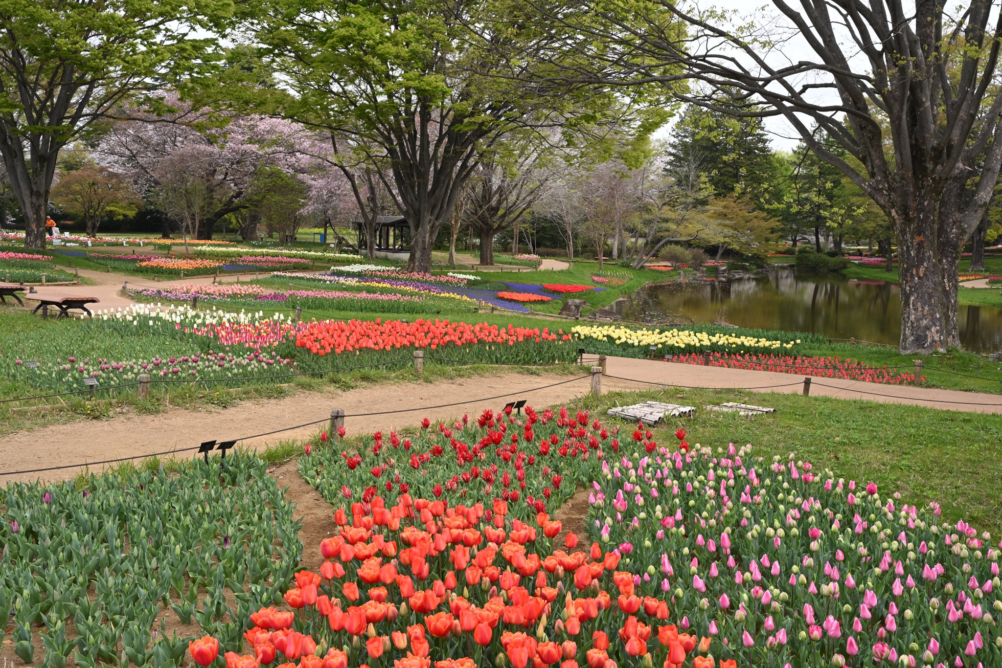 国営昭和記念公園 on X: 